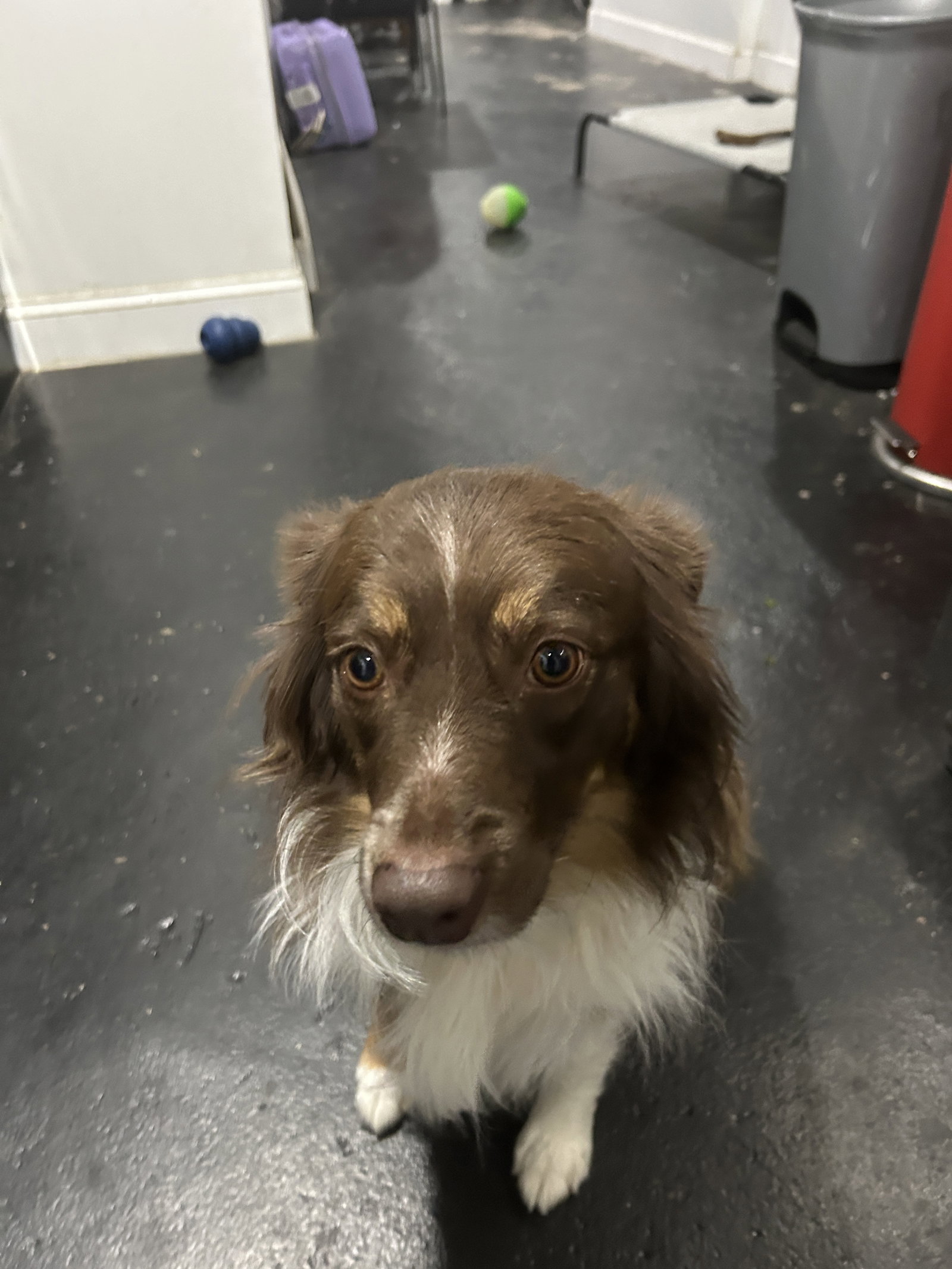 Dog for Adoption - BARBY (COURTESY POST), a Australian Shepherd in ...