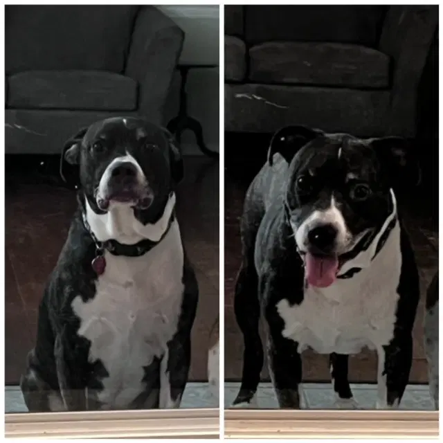 Jager Courtesy Post - Pit Bull Terrier