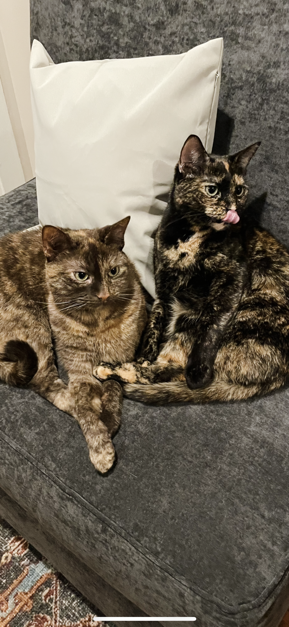 adoptable Cat in Columbia, MD named OLIVE & GINGER (BONDED PAIR)(COURTESY POST)
