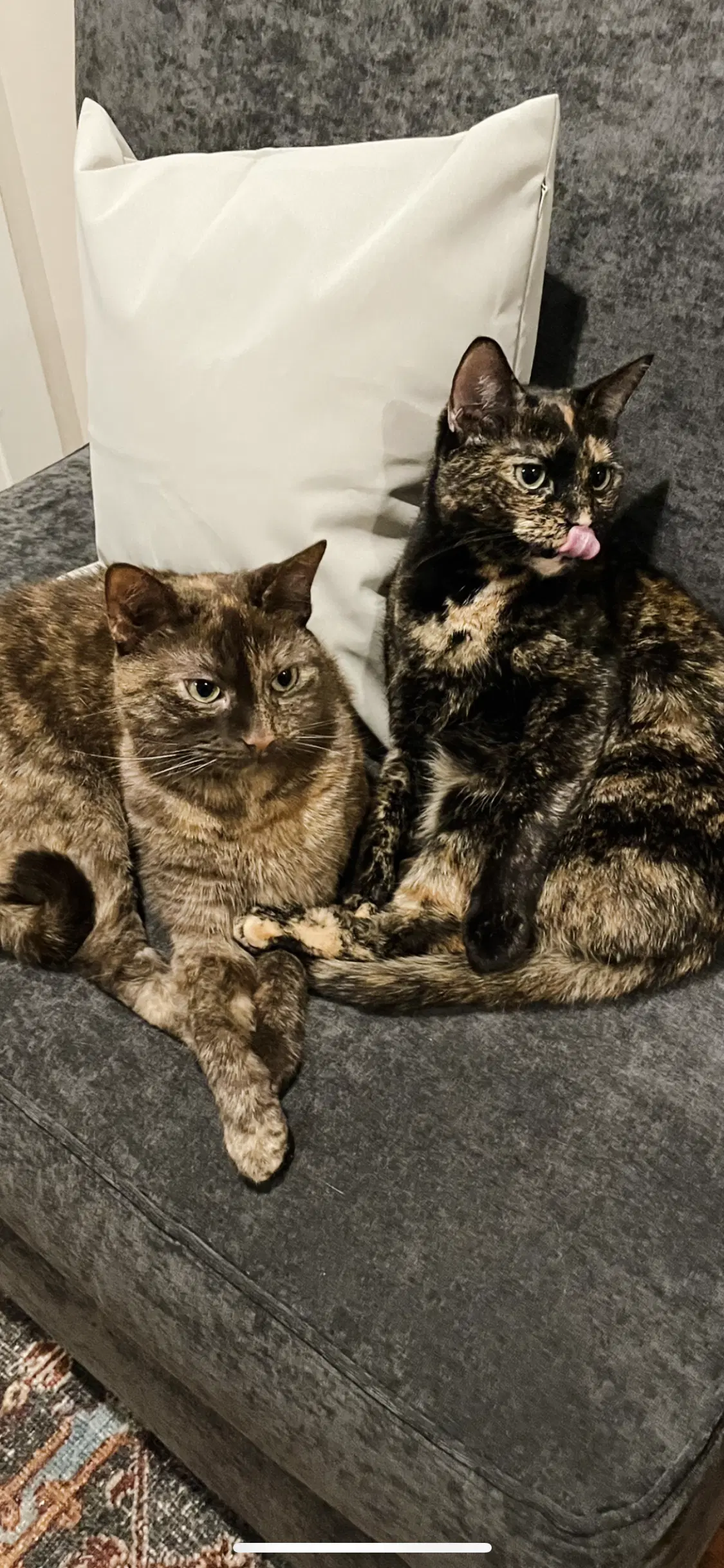 Olive  Ginger Bonded Paircourtesy Post - Tortoiseshell