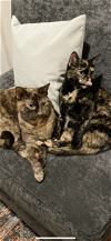 adoptable Cat in , MD named OLIVE & GINGER (BONDED PAIR)(COURTESY POST)