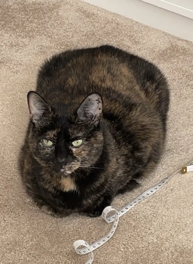 Maggie Courtesy Post - American Shorthair