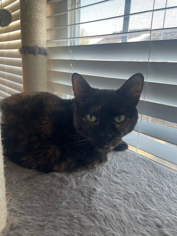 MAGGIE (COURTESY POST)