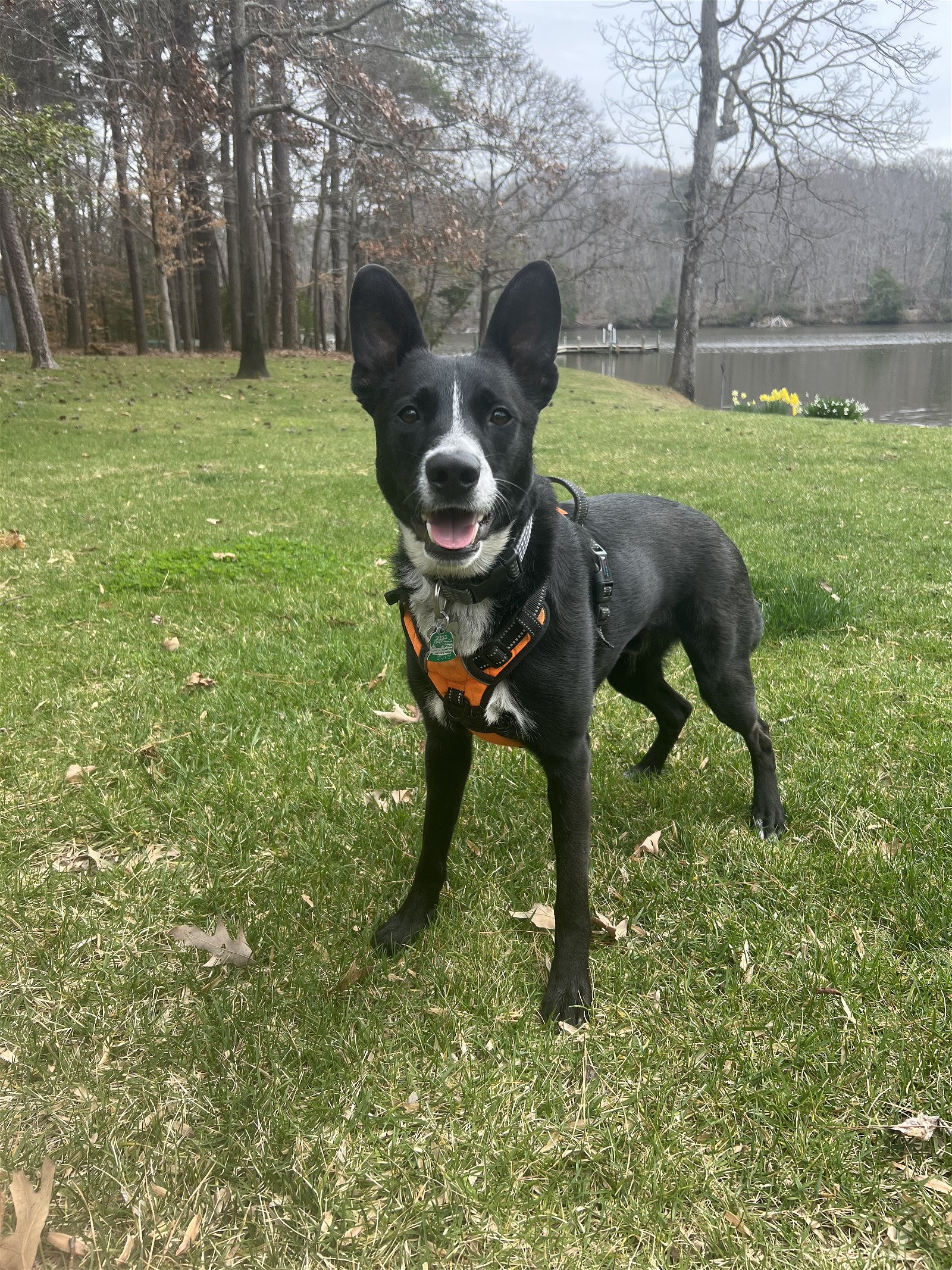 adoptable Dog in Columbia, MD named MACK (COURTESY POST)