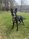 adoptable Dog in columbia, MD named MACK (COURTESY POST)