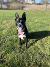 MACK (COURTESY POST) - Photo 2