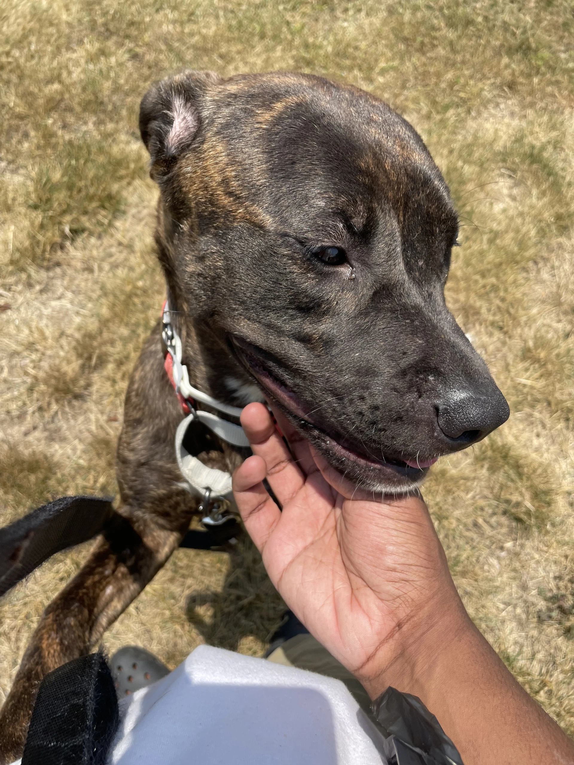 Pepper Courtesy Post