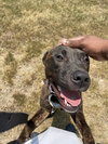 PEPPER (COURTESY POST) - Photo 2