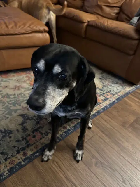 Bo Courtesy Post - Labrador Retriever