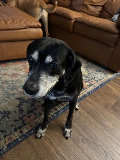 Bo Courtesy Post