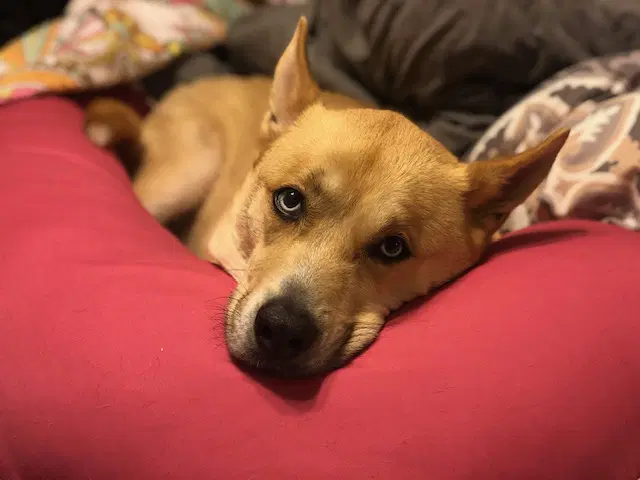 Bane Courtesy Post - Husky