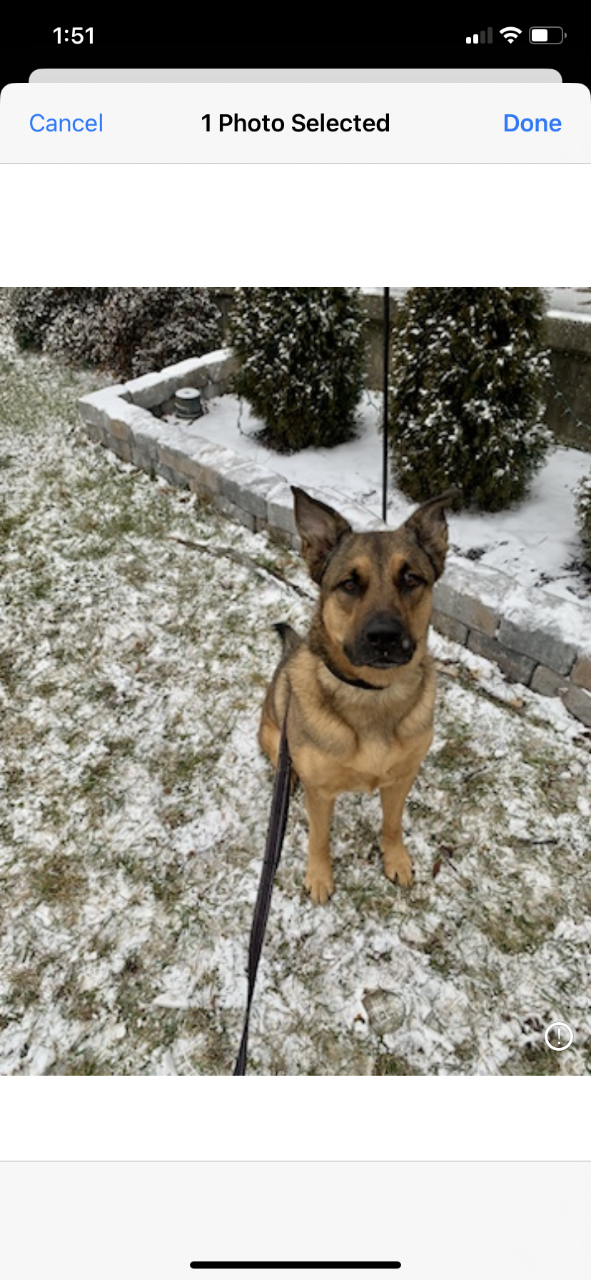 adoptable Dog in Columbia, MD named FRANKIE 2 (COURTESY POST)