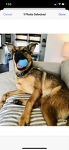 FRANKIE 2 (COURTESY POST) - Photo 2