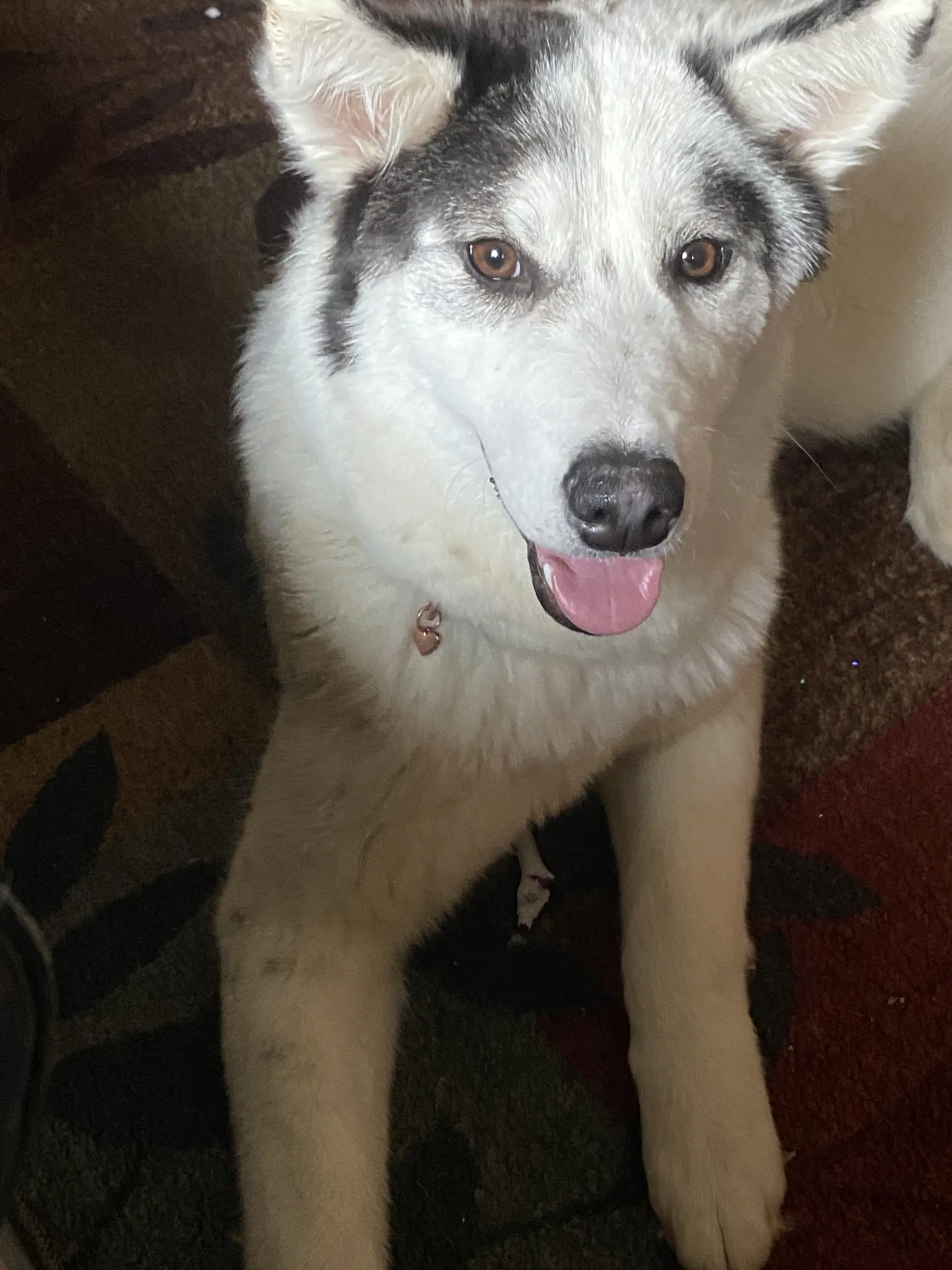 Sasha  Courtesy Post - Husky