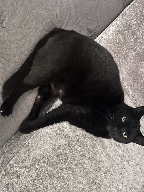 MONKEY (COURTESY POST) - Domestic Short Hair available for adoption