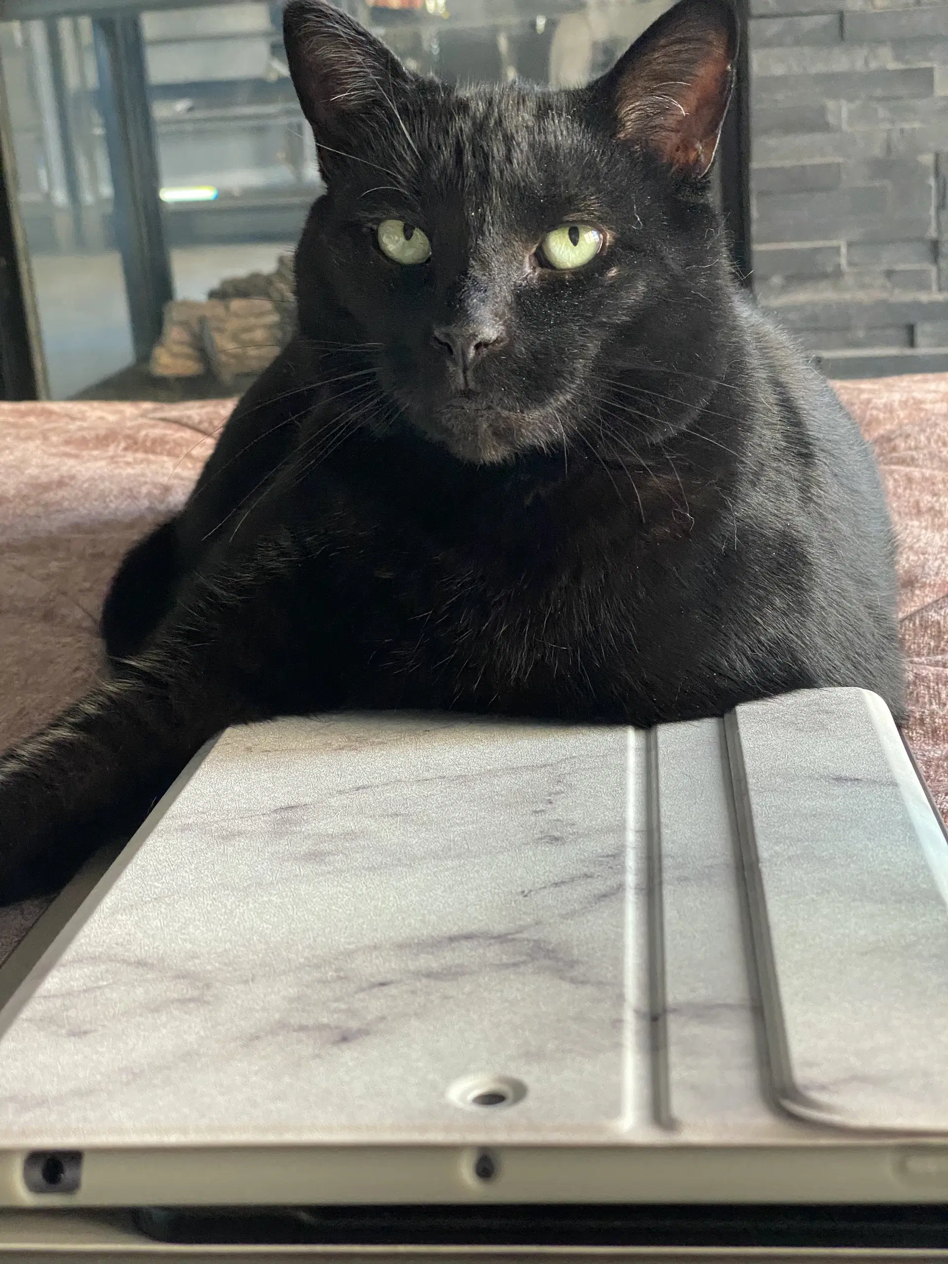 Monkey Courtesy Post - Domestic Short Hair