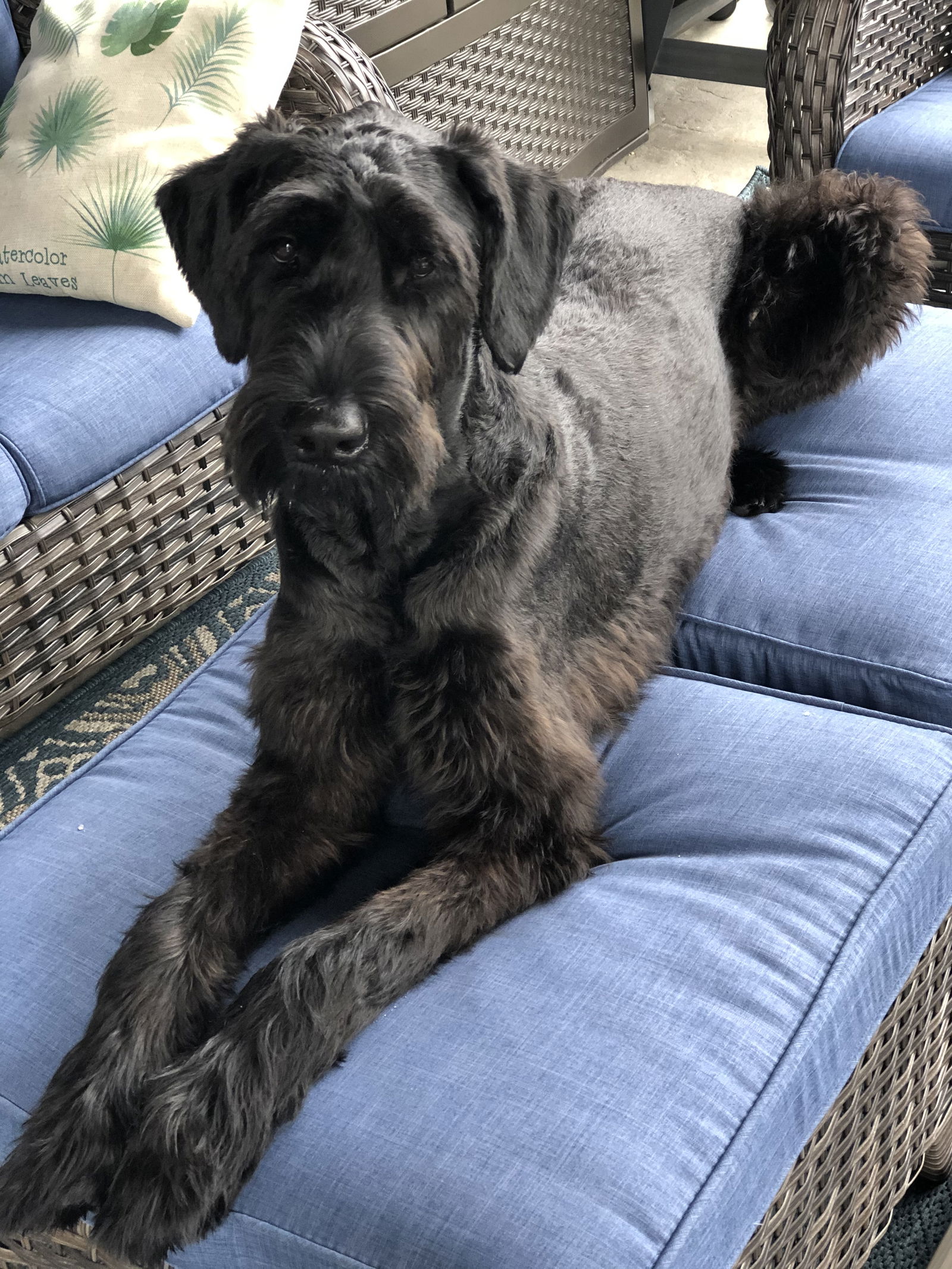 adoptable Dog in Columbia, MD named BAKER (COURTESY POST)