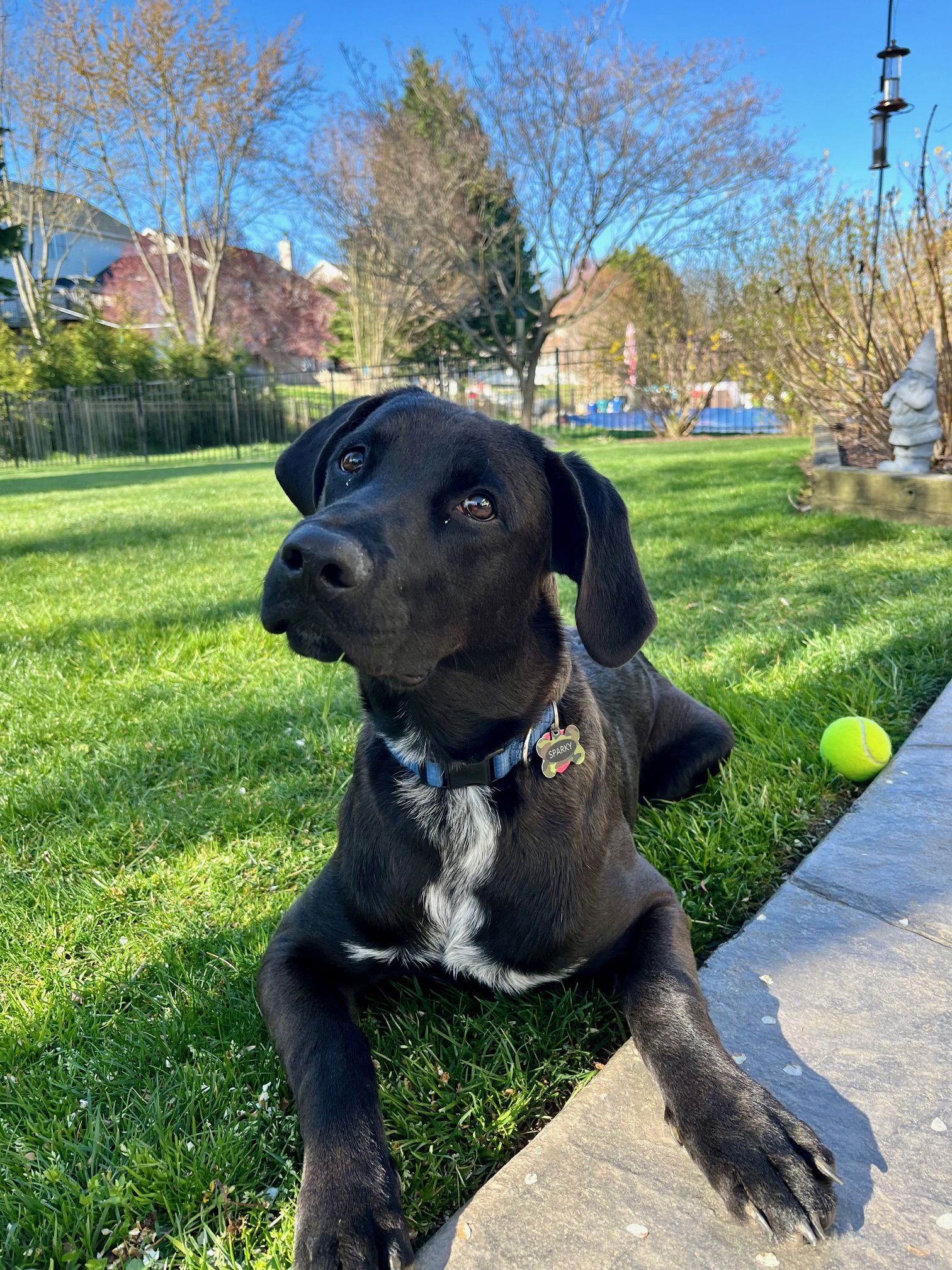 adoptable Dog in Columbia, MD named SPARKY (COURTESY POST)