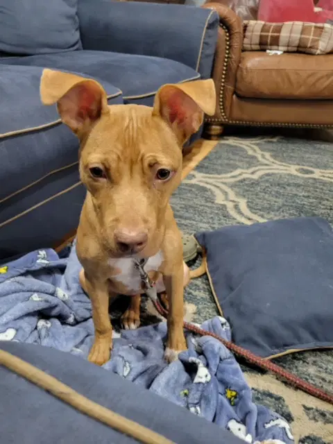 Chetti Courtesy Post - Pit Bull Terrier