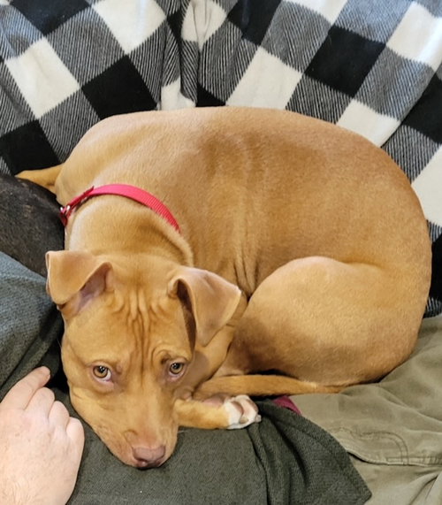 CHETTI (COURTESY POST) - Pit Bull Terrier available for adoption