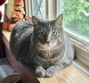 BRADY (BONDED w/YAZ) (COURTESY POST) - Photo 2