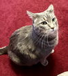 adoptable Cat in  named BRADY (BONDED w/YAZ) (COURTESY POST)