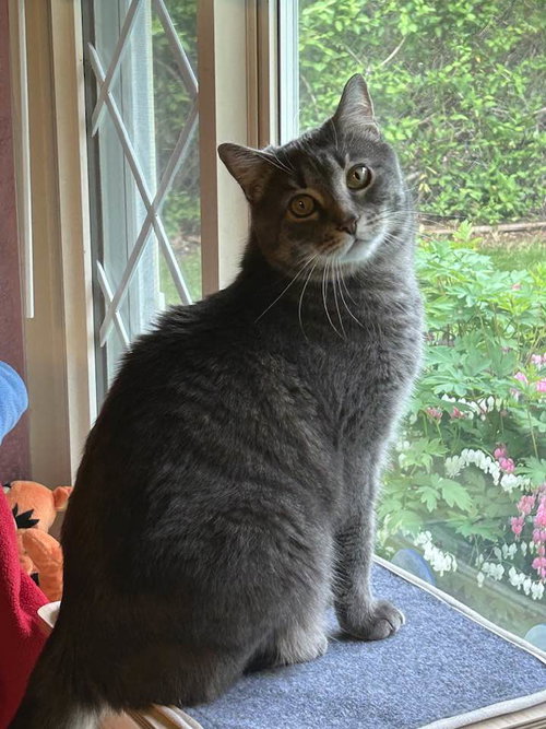 YAZ (BONDED W/BRADY) (COURTESY POST) - Domestic Short Hair available for adoption