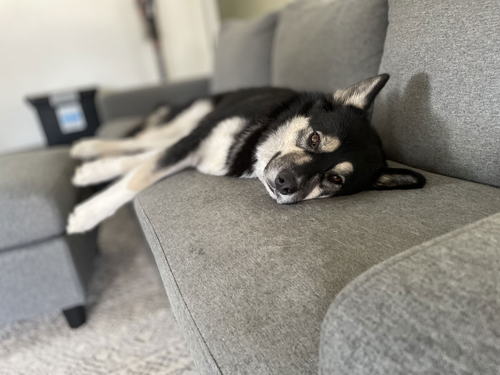 adoptable Dog in Columbia, MD named JASON (COURTESY POST)