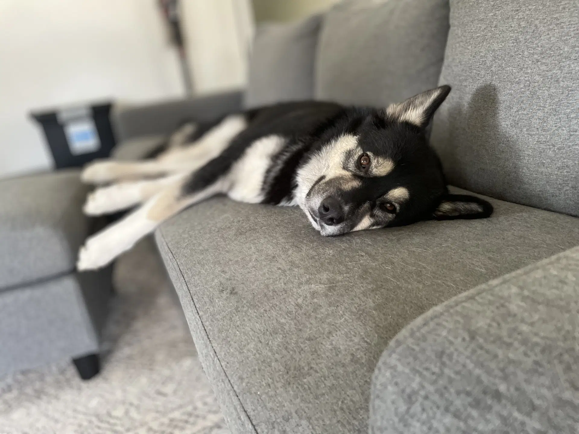 Jason Courtesy Post - Australian Shepherd