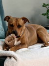 HATTIE (COURTESY POST) - Photo 2