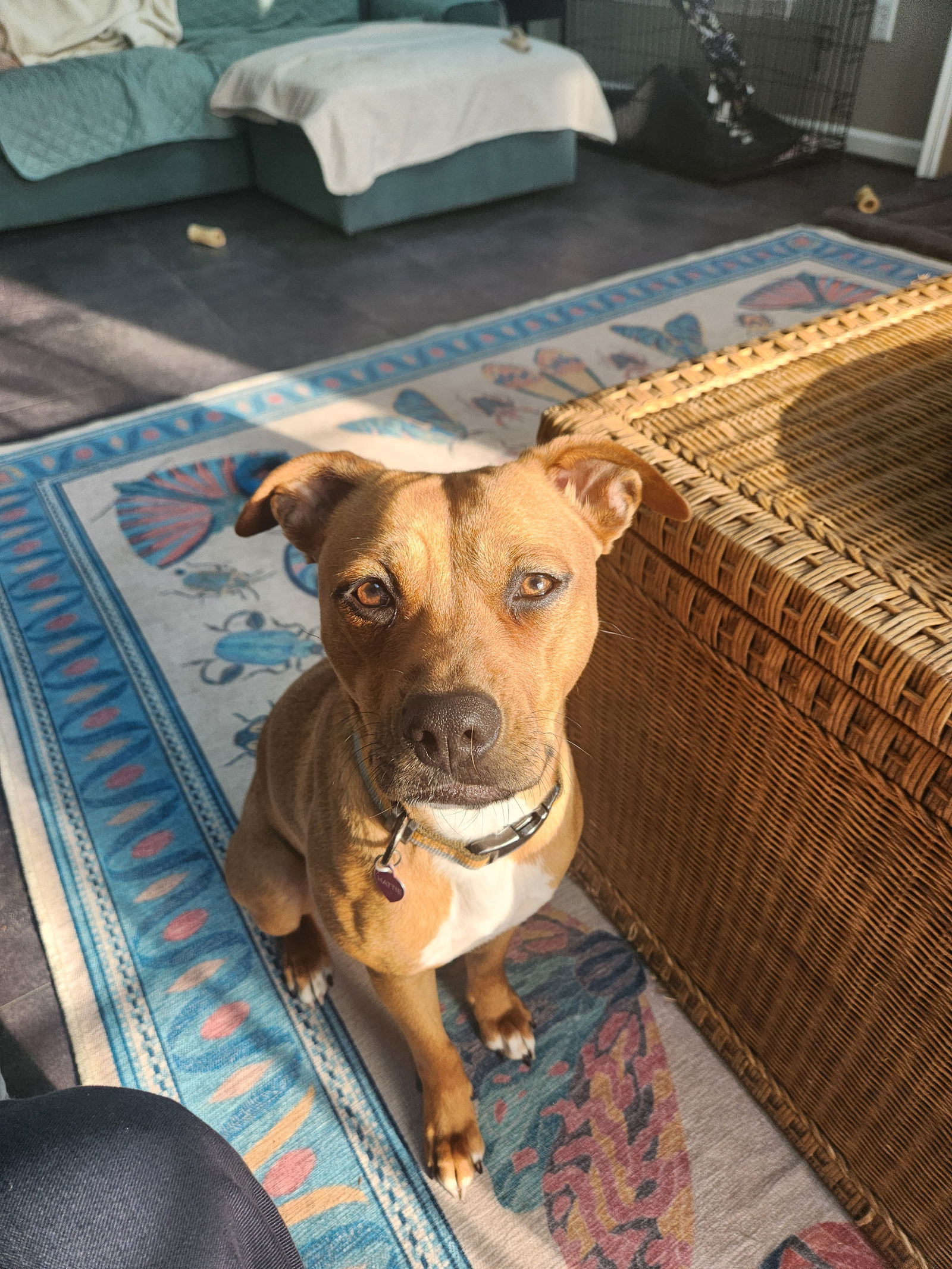 adoptable Dog in Columbia, MD named HATTIE (COURTESY POST)