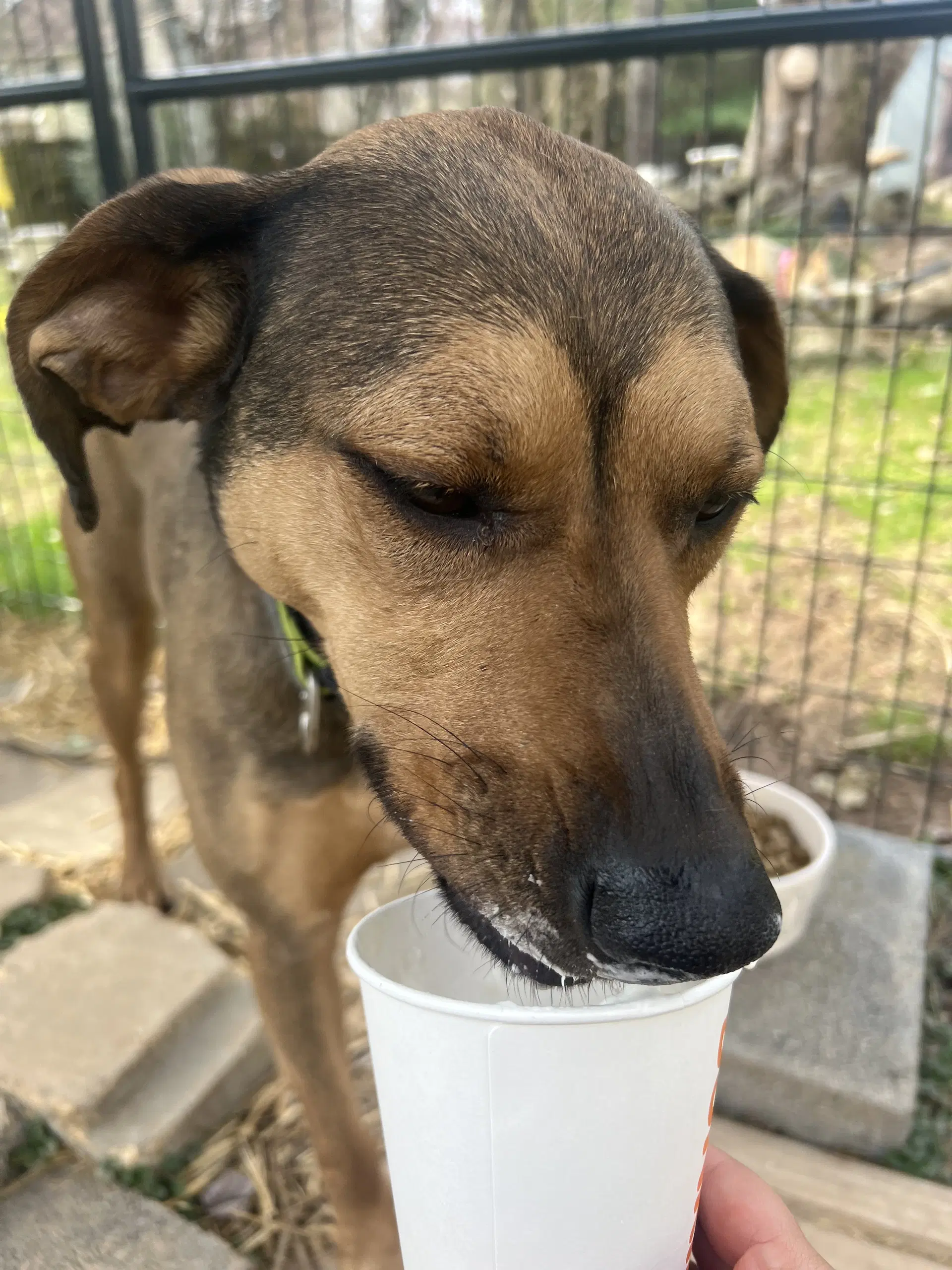 Daisy Courtesy Post - Catahoula Leopard Dog