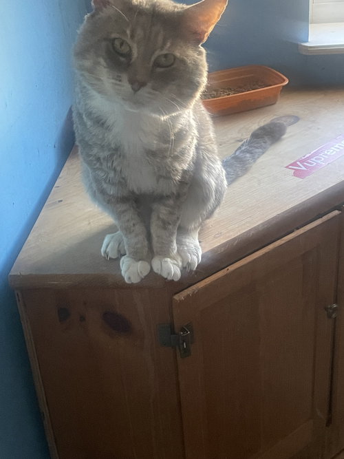 BOOTS/CHEEKS (COURTESY POST) - Domestic Short Hair available for adoption