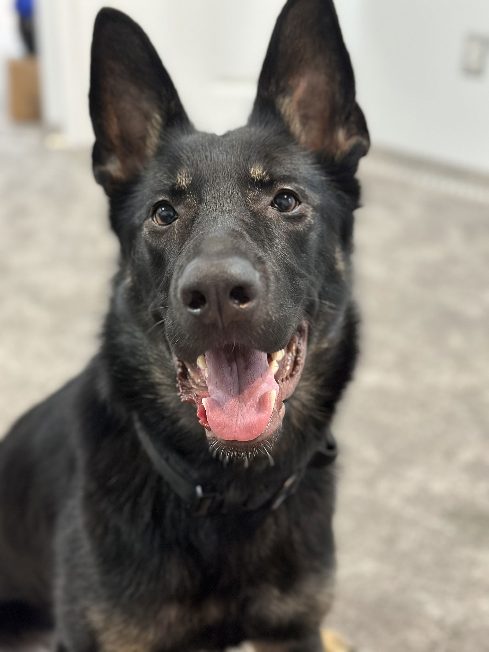 adoptable Dog in Columbia, MD named PRIMA (COURTESY POST)