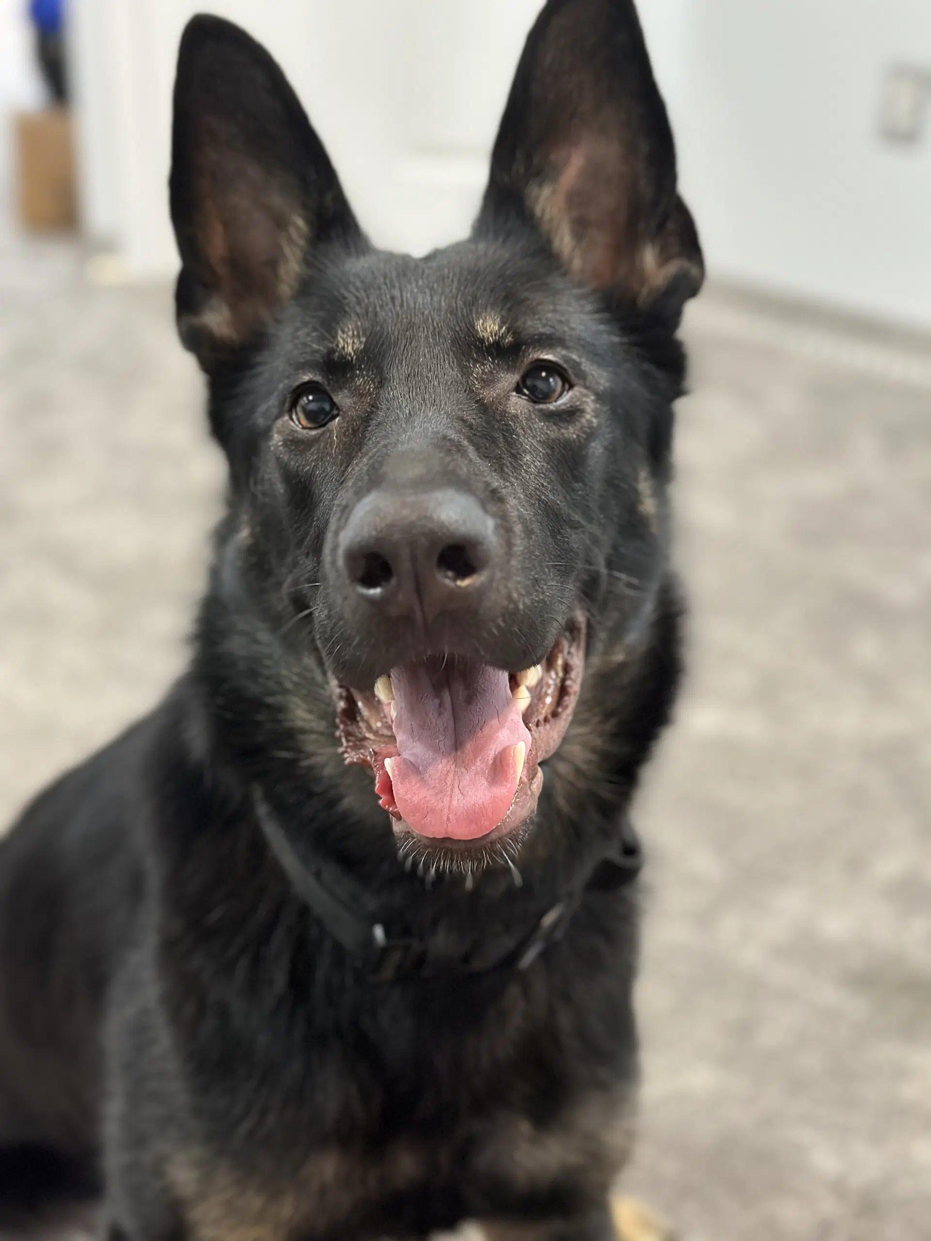 Prima Courtesy Post - German Shepherd Dog