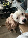BARON/LEGEND (COURTESY POST) - Photo 2