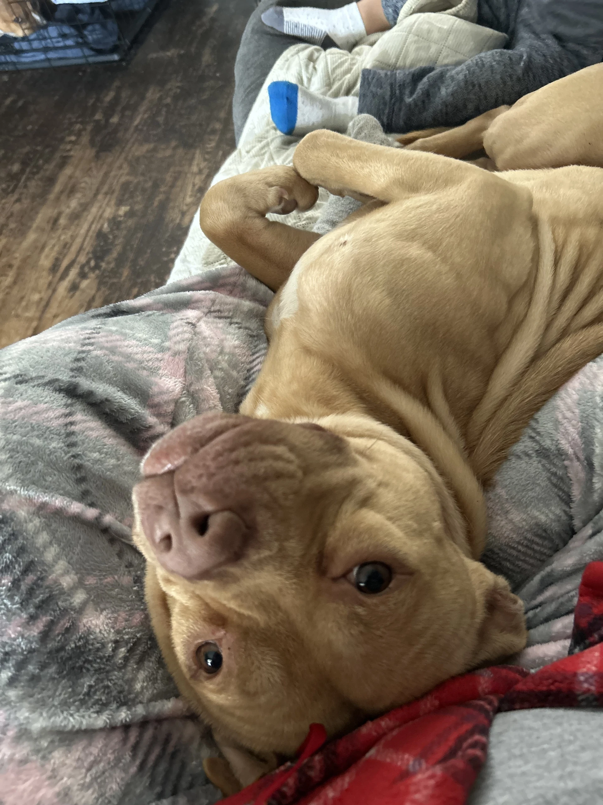 Spartacus Courtesy Post