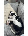 NASH (COURTESY POST) - Photo 2