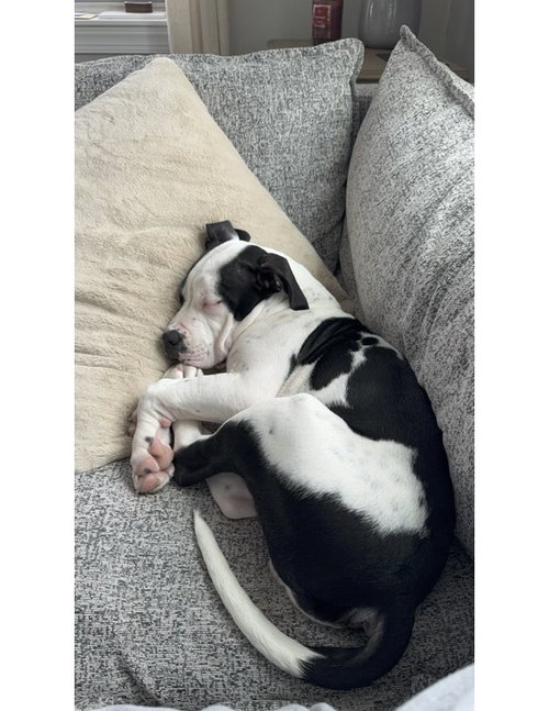 NASH (COURTESY POST) - American Staffordshire Terrier available for adoption