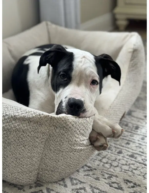 Nash Courtesy Post - American Staffordshire Terrier