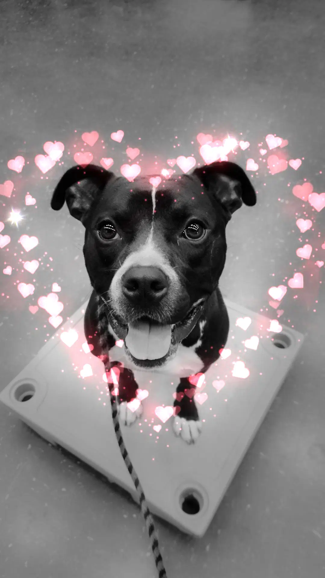Atlas Courtesy Post - Bully mix
