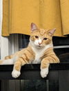 adoptable Cat in Columbia, MD named ROCKET (COURTESY POST)