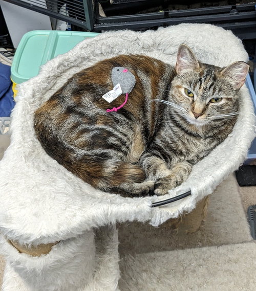 RAVEN (COURTESY POST) - Domestic Short Hair available for adoption