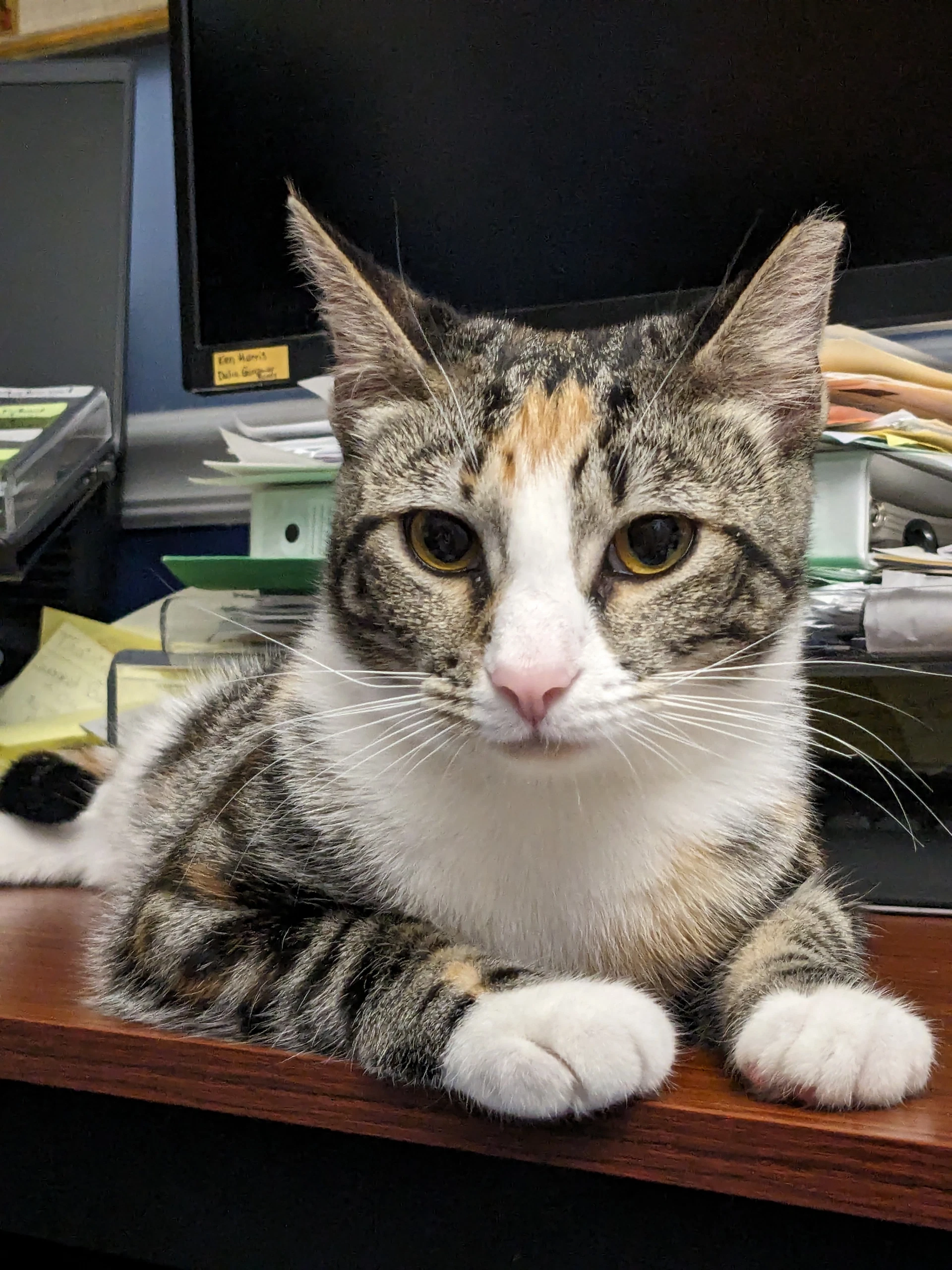 Prissy Courtesy Post