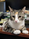 adoptable Cat in Columbia, MD named PRISSY (COURTESY POST)