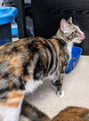 PRISSY (COURTESY POST) - Photo 2