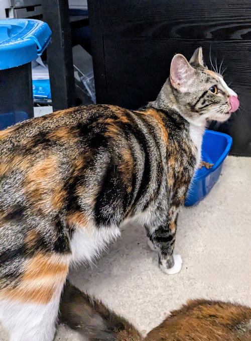 PRISSY (COURTESY POST) - Domestic Short Hair available for adoption