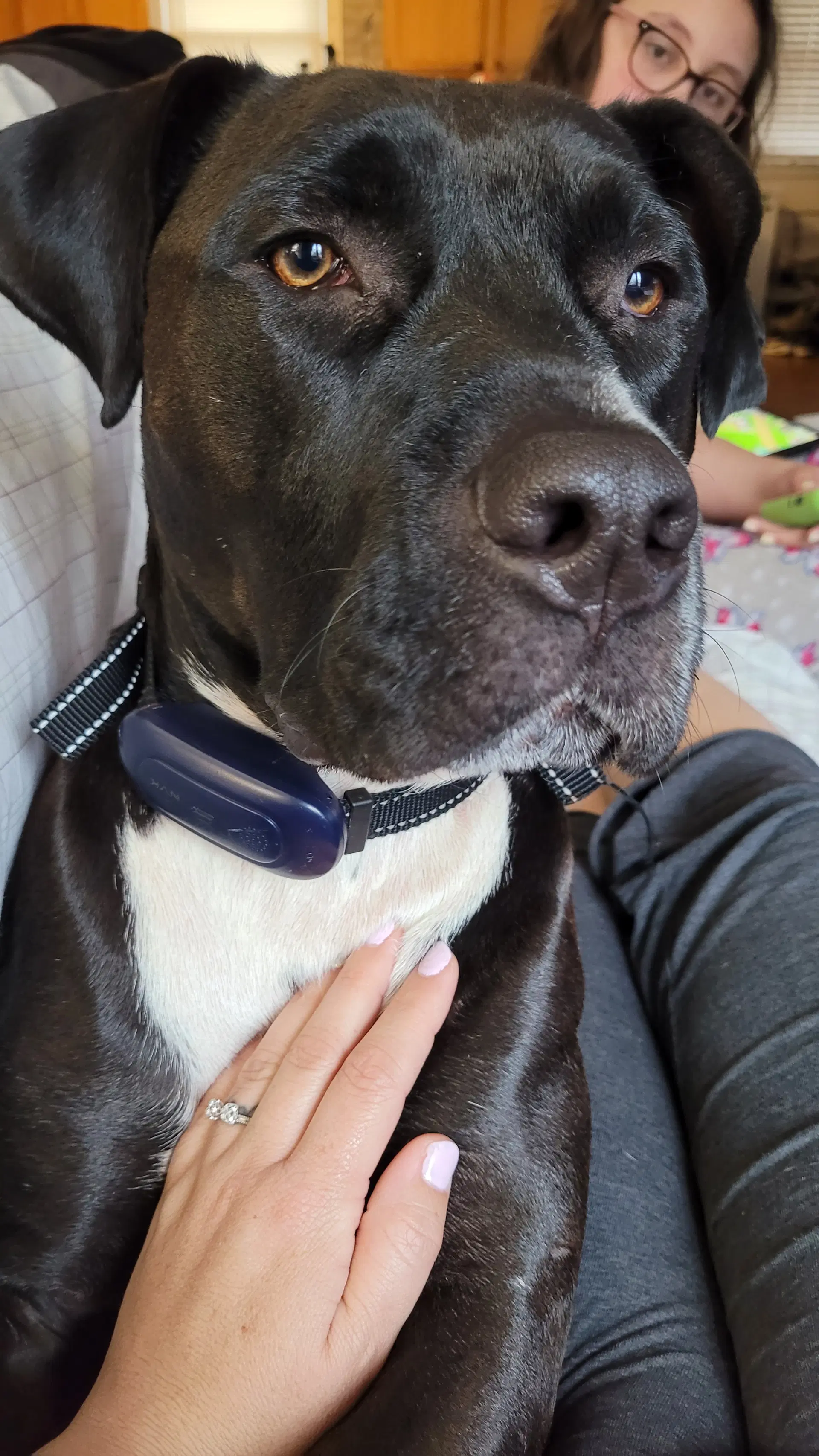 Diesel Coal Courtesy Post - Cane Corso Mastiff