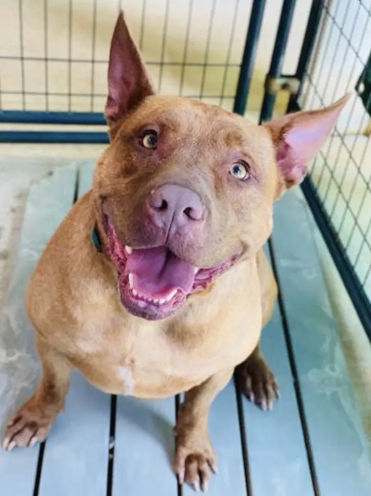 Rubix Courtesy Post - Pit Bull Terrier