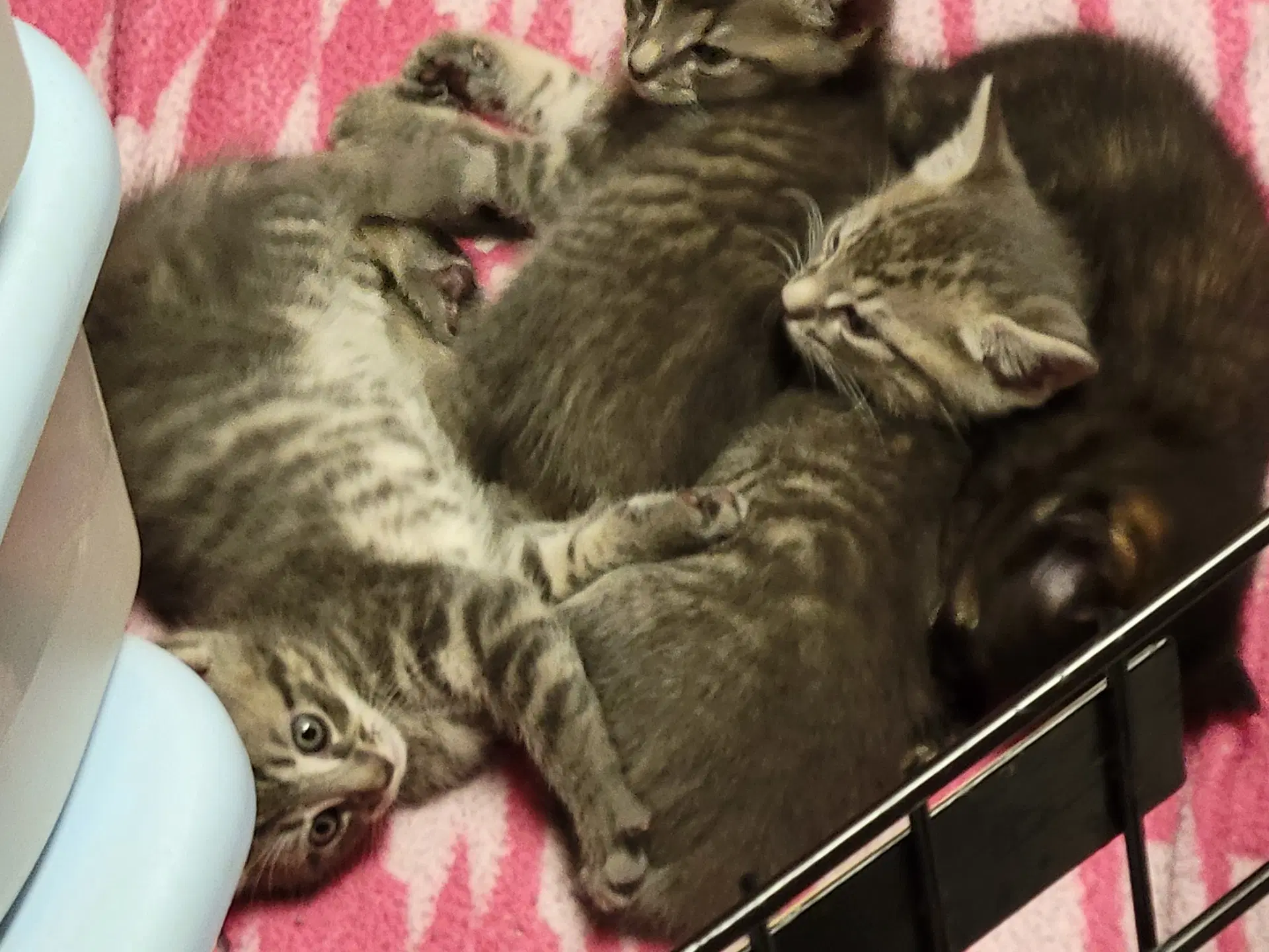 Unnamed Kittens Courtesy Post - Domestic Short Hair